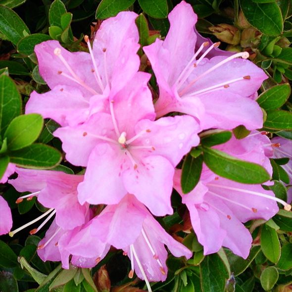 サツキ 涼風 4号×3株セット｜花木10-AK