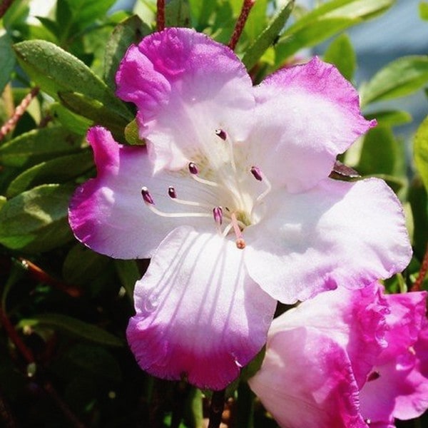 サツキ 大和の月 4号×3株セット｜花木10-AK