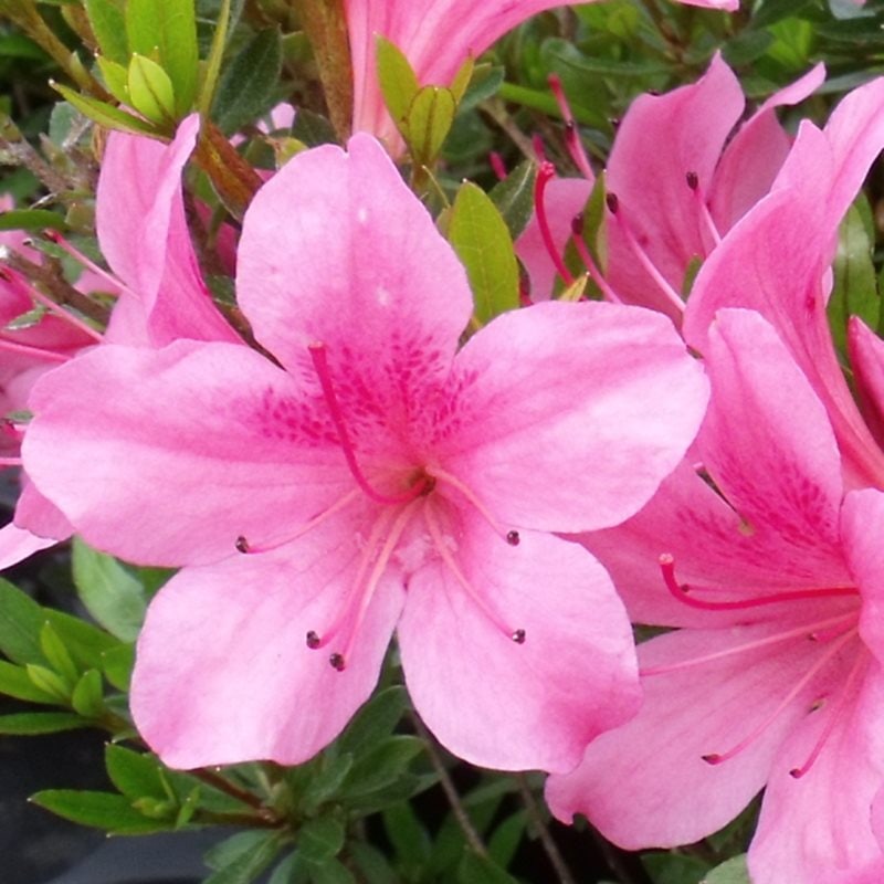 サツキ 大盃 4号×3株セット｜花木10-AK