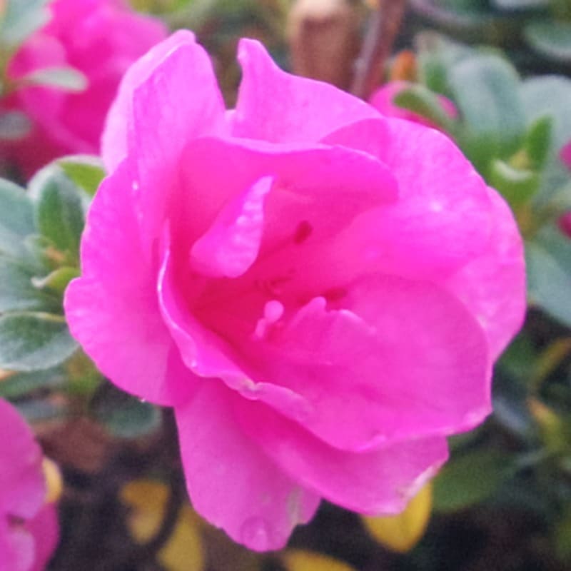 サツキ ロージー 4号×3株セット｜花木10-AK