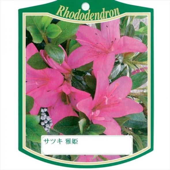 サツキ 雅姫 4号×3株セット｜花木10-AK