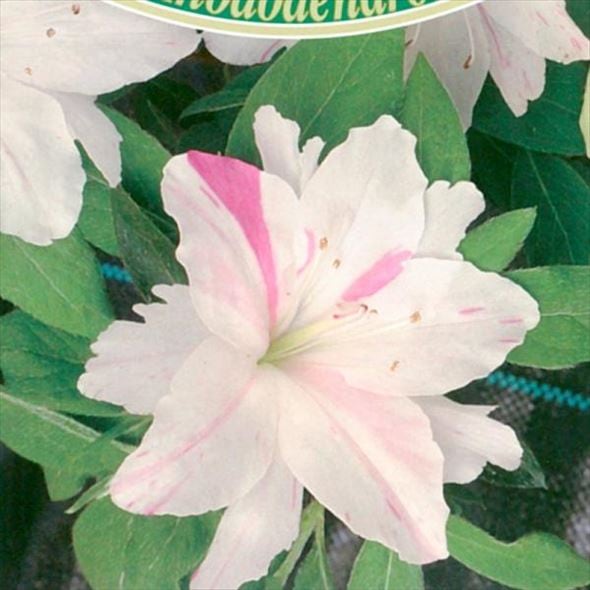 ツツジ 琉球ツツジ 琉球絞り 4号×3株セット｜花木10-AK