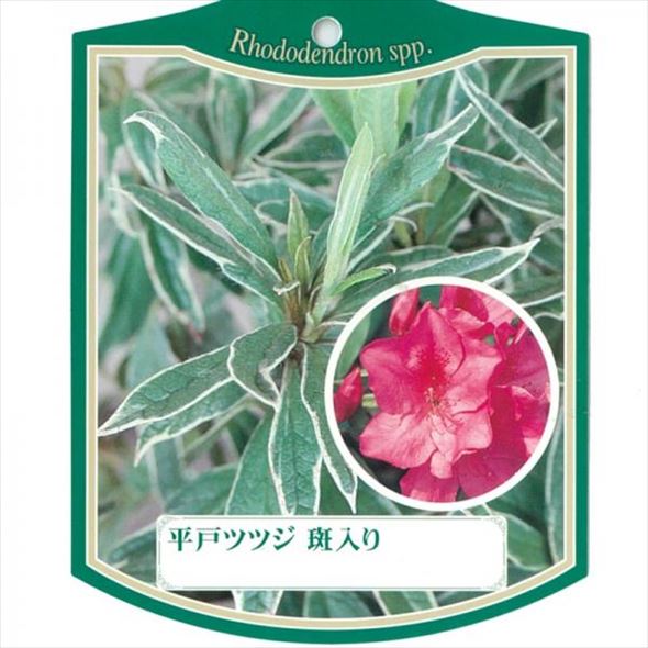 ツツジ 平戸ツツジ 斑入り 4号×3株セット｜花木10-AK