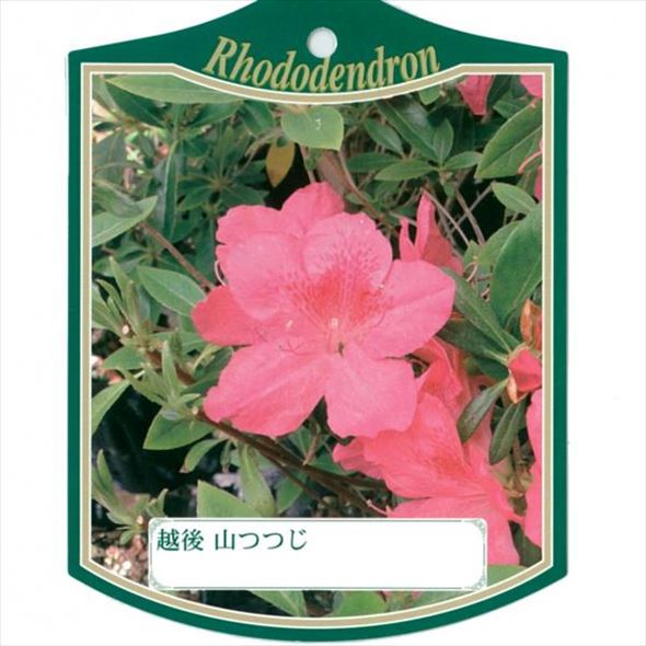 ツツジ 越後山ツツジ 4号×3株セット｜花木10-AK