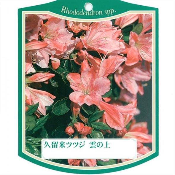 ツツジ 久留米ツツジ 雲の上 4号×3株セット｜花木10-AK