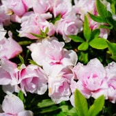 クリスマスローズ 童仙房 HGC スノーフィーバー 4.5号｜山野04-PA