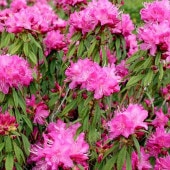 ツツジ 越後山ツツジ 4号×3株セット|花木10-AK | 花木・庭木 ツツジ 越後山ツツジ 4号×3株セット|花木10-AK | 花木・庭木
