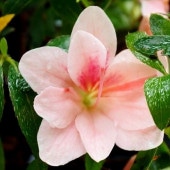 サツキ 涼風 4号×3株セット｜花木10-AK | 花木・庭木,サツキ