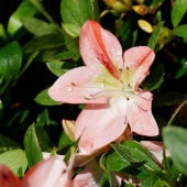 インドナツメ 大苗　接木　花つき 楽天市場】なつめ 苗木 【インドナツメ】 2年生 接ぎ木 ポット苗 蜜棗