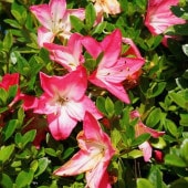 今季開花終了株＞一才フジ 7号｜花木03-D3 | 花木・庭木,藤（フジ