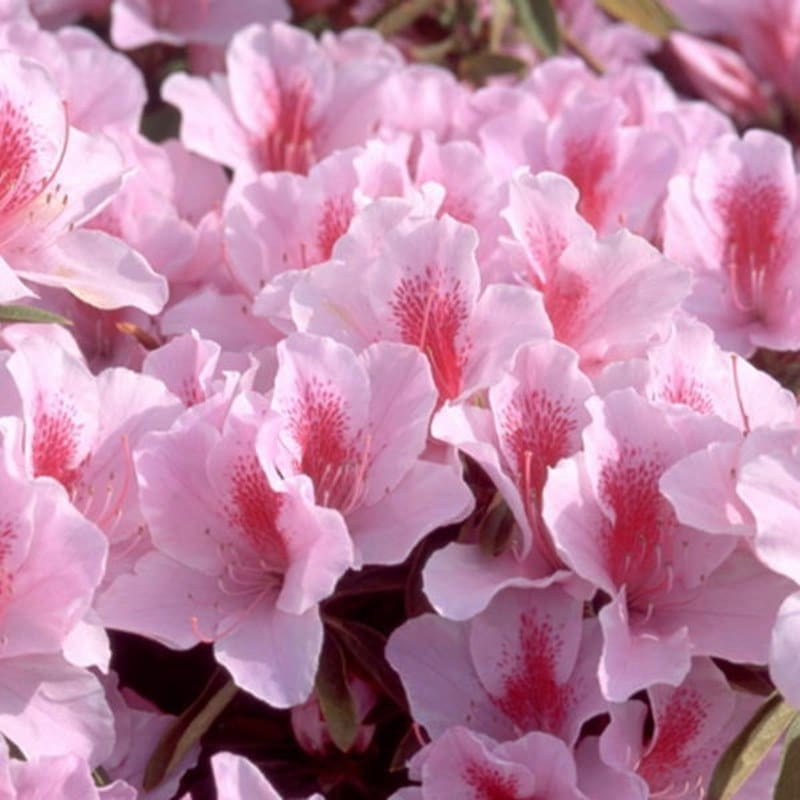 サツキ 夕霧 4号×3株セット｜花木10-AK