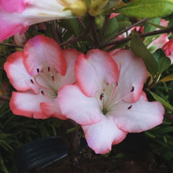 サツキ 真如の月 4号×3株セット｜花木10-AK