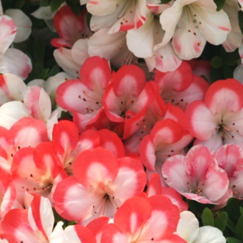 サツキ 月光 4号×3株セット｜花木10-AK