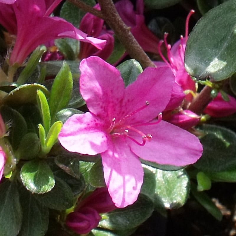 サツキ 伊勢路紫 4号×3株セット｜花木10-AK