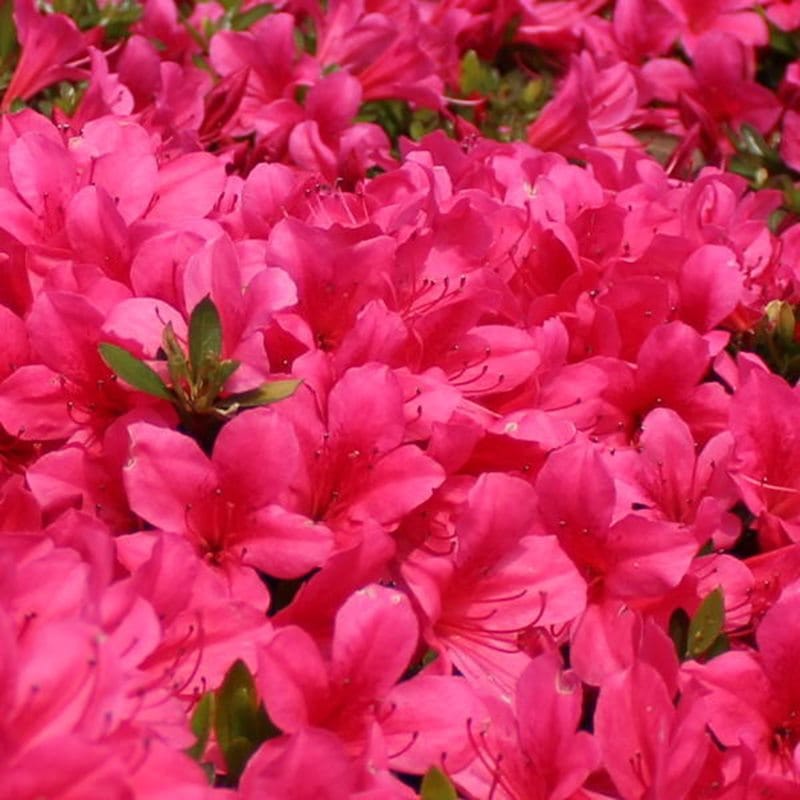 サツキ 伊勢路紅 4号×3株セット｜花木10-AK