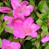 PW ユーフォルビア ダイアモンドフロスト 3～3.5号×3株セット PVP