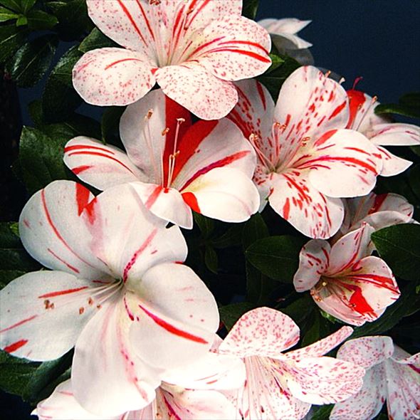 サツキ 鹿沼の輝 4号×3株セット｜花木10-AK