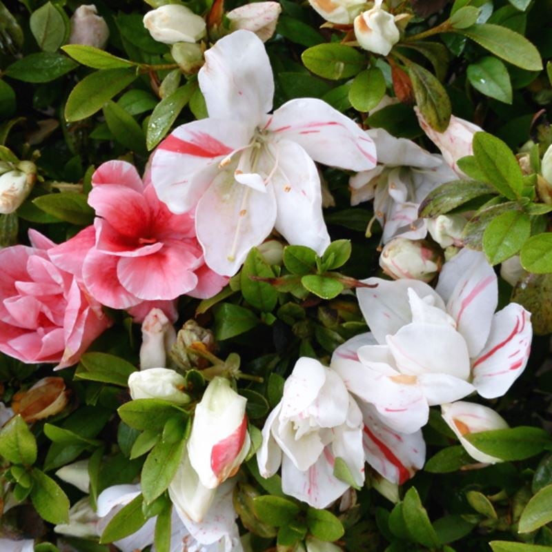 サツキ 寿姫（ことぶきひめ）4号×3株セット｜花木10-AK