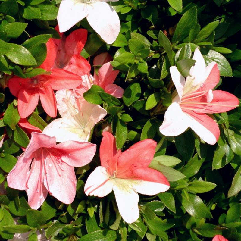 サツキ めぐみ 4号×3株セット｜花木10-AK