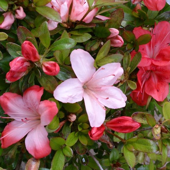 サツキ 金盃 4号×3株セット｜花木10-AK