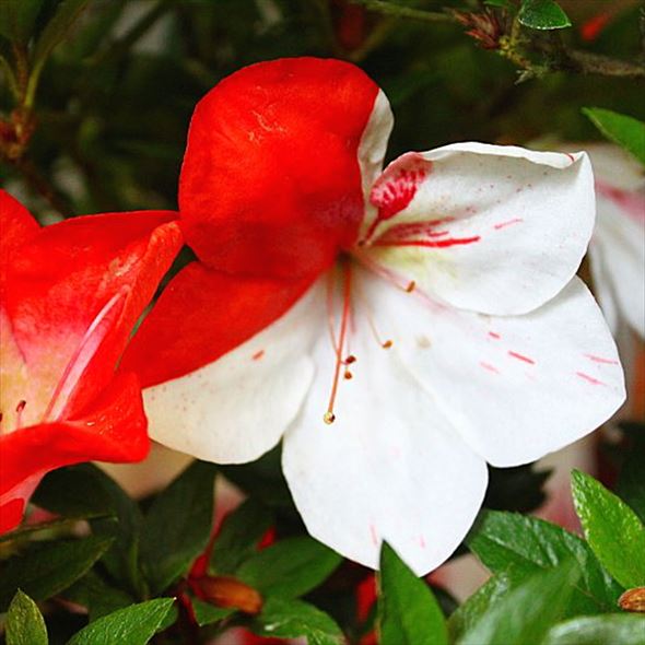 サツキ 海ほたる 4号×3株セット｜花木10-AK