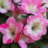 芍薬 アメリカシャクヤク 4号ロング ピンクスプライザー｜草花04-PA