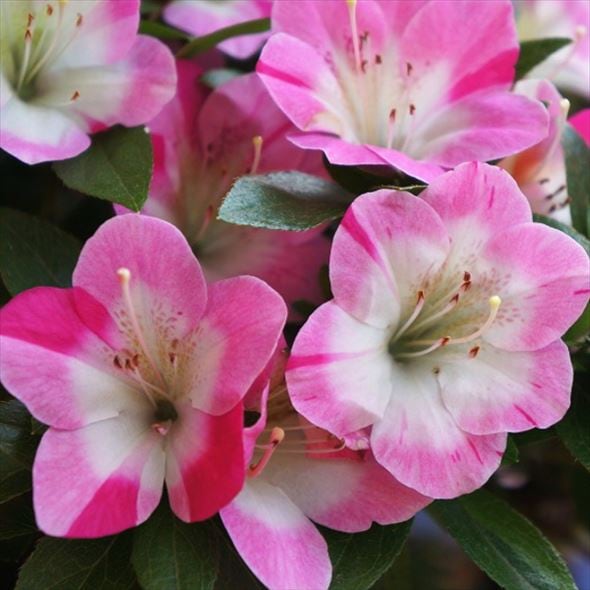 サツキ 麗子 4号×3株セット｜花木10-AK