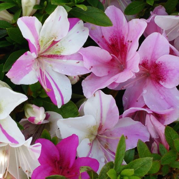 サツキ 萌香 4号×3株セット｜花木10-AK