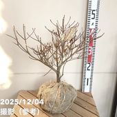 苔トレー スナゴケ 砂苔｜山野04-PA | □キーワードから探す,和・日本