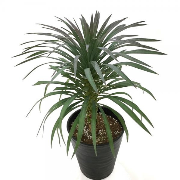 ユッカ 8号 デスメティアーナ（Yucca desmetiana）｜花木01-D1