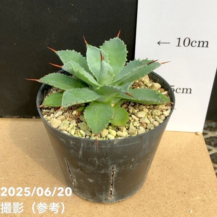 アガベ 3.5号 ポタトラム 吉祥冠 potatorum Kisshoukan｜観葉01-D1