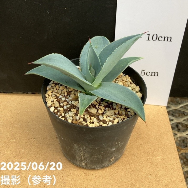 アガベ 3.5号 ピグマエア ドラゴントゥース pygmae Dragon Toes