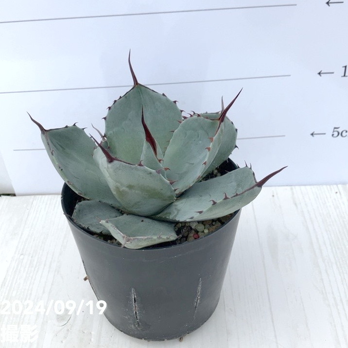 アガベ 3.5号 パリー トランカータ parryi truncata｜観葉01-D1