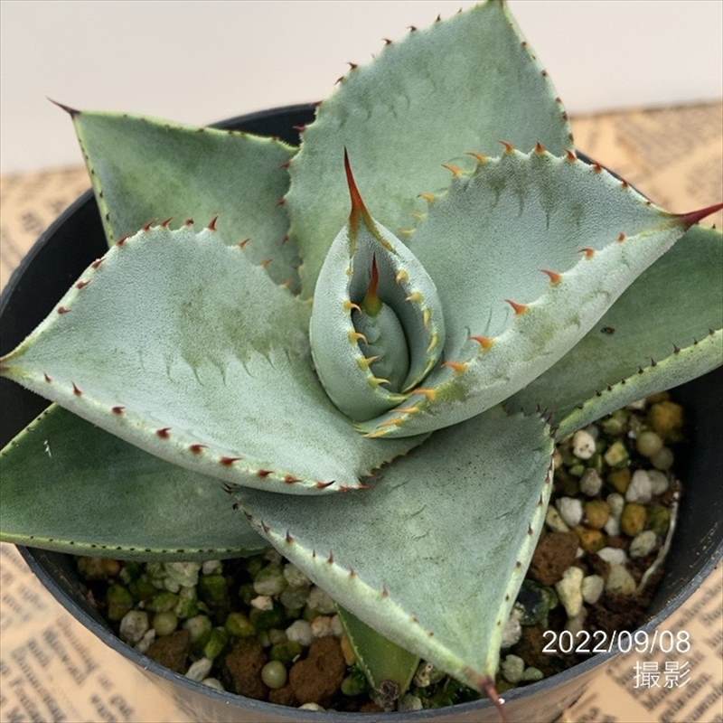 1アガベ ブルーウェーブ Agave \"BLUE WAVE\" 特白丸葉タイプ 1アガベ ブルーウェーブ Agave BLUE WAVE 特白丸葉タイプ