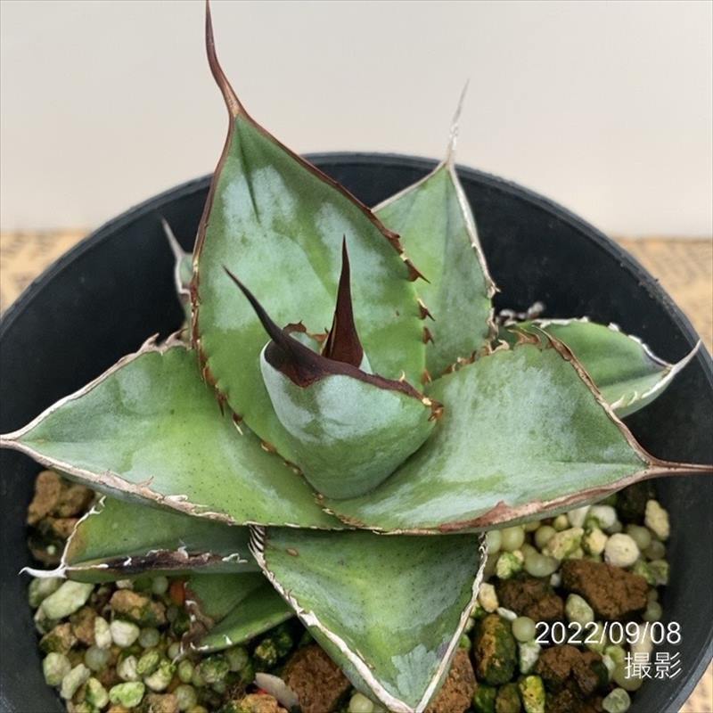 アガベ 3.5号 チタノタ ホワイトアイス titanota White Ice｜観葉01-D1