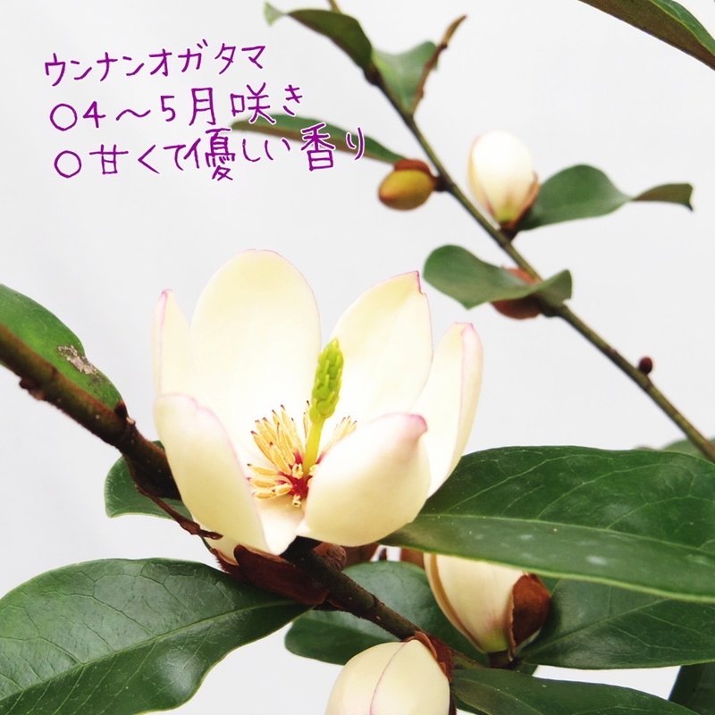 ウンナンオガタマ 5号｜花木01-D1