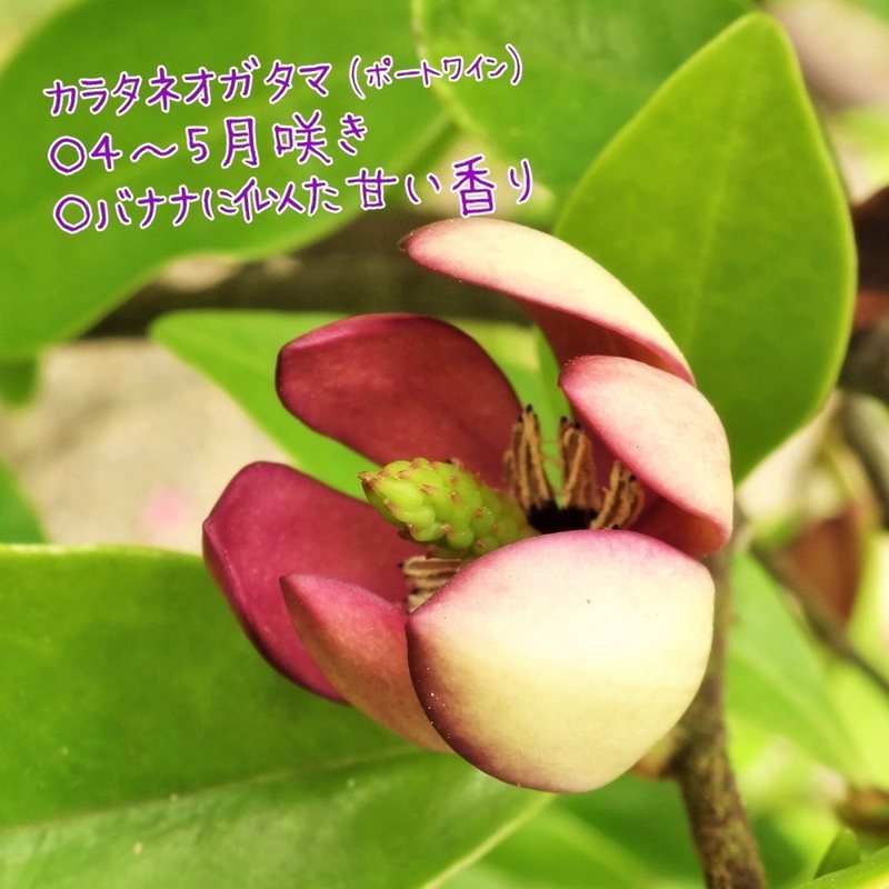 カラタネオガタマ ポートワイン 5号|花木01-D1