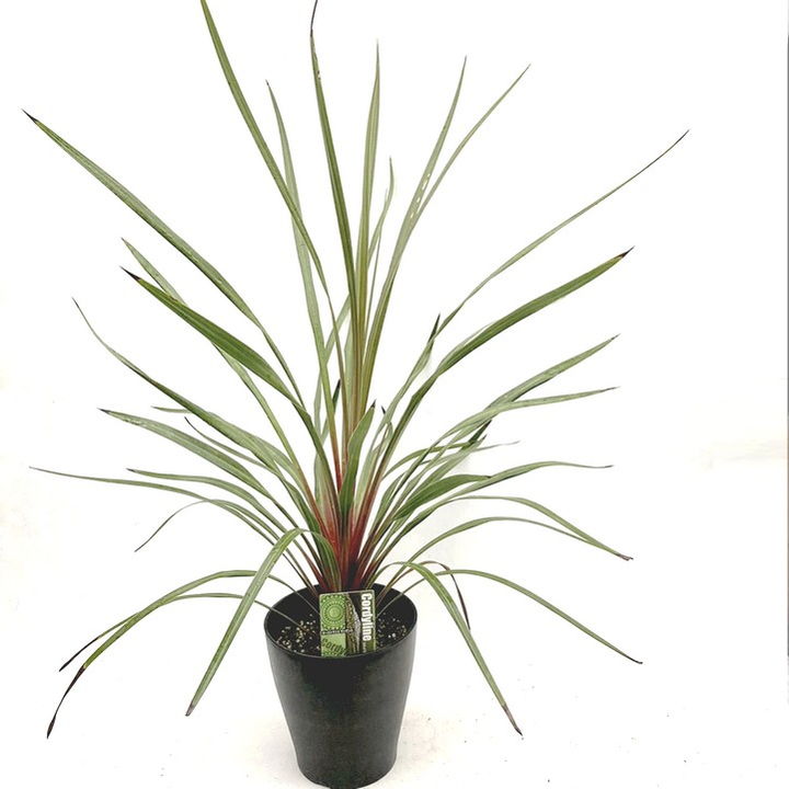 コルジリネ 6号 オーストラリス サンダンス｜観葉01-D1