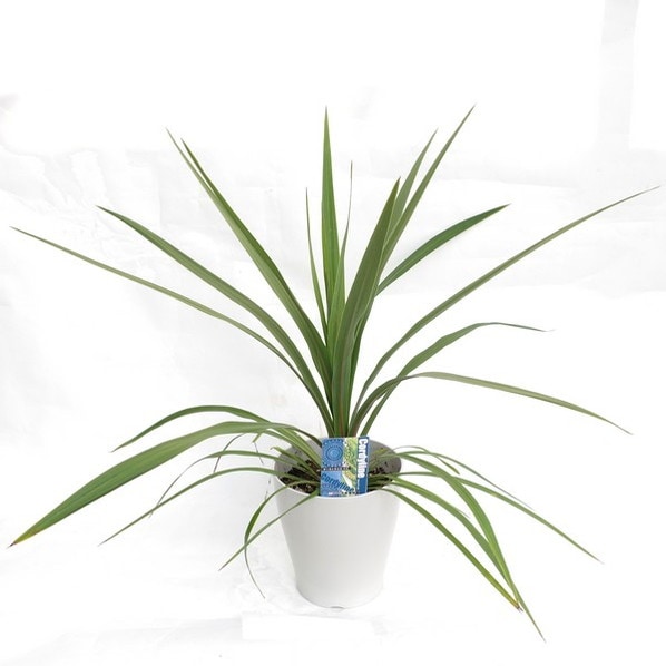 コルジリネ 6号 オーストラリス ペコ|観葉01-D1