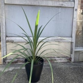 【数量限定】コルジリネ 8号 オーストラリス ペコ｜s200｜観葉01-D1