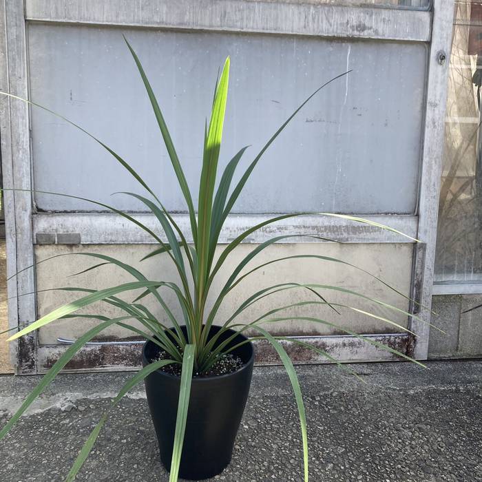 【数量限定】コルジリネ 8号 オーストラリス ペコ｜s200｜観葉01-D1