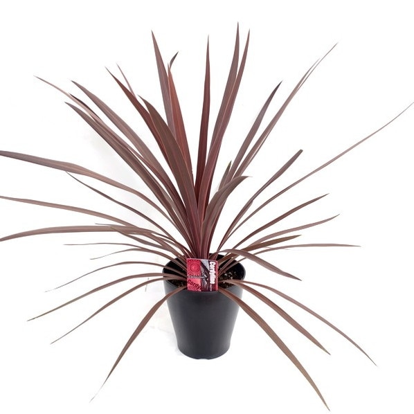 コルジリネ 6号 オーストラリス レッドスター｜観葉01-D1