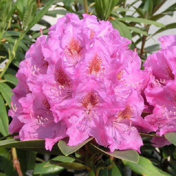 シャクナゲ スーパーローディー 3.5号 ドロシー｜花木01-D1