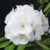 ♡さま専用　芍薬　白雪姫　苗　05〜10 6点おまとめ ♡さま専用 芍薬 白雪姫 苗 05〜10 6点おまとめ ♡さま専用