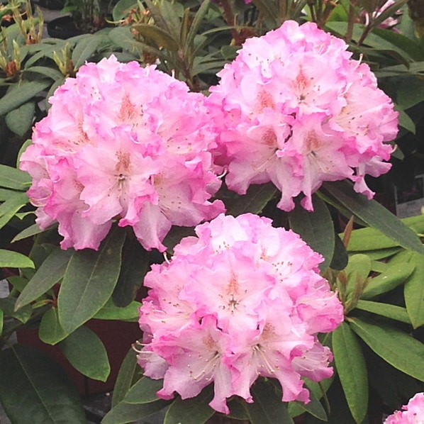 シャクナゲ スーパーローディー 5号 マリアン｜花木01-D1