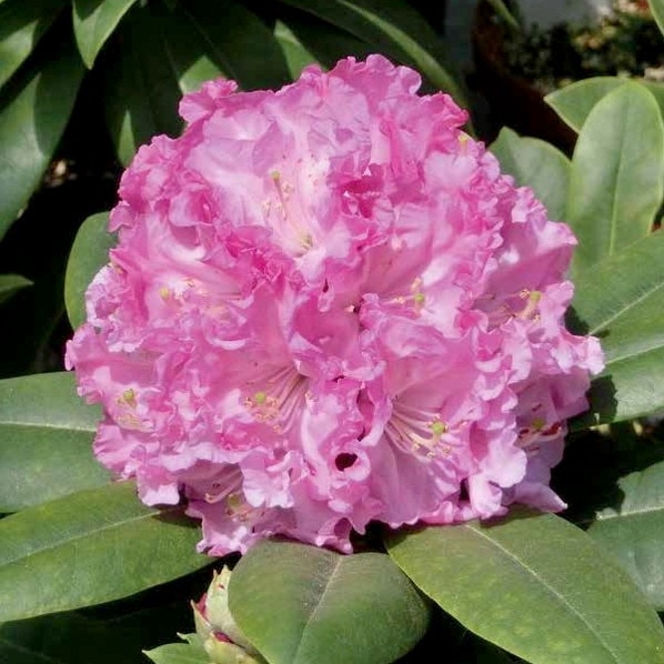 シャクナゲ スーパーローディー 5号 サクラシフォン|花木01-D1