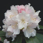 芍薬 シャクヤク 7号 サラベルナール｜草花04-PA | 草花,芍薬・牡丹