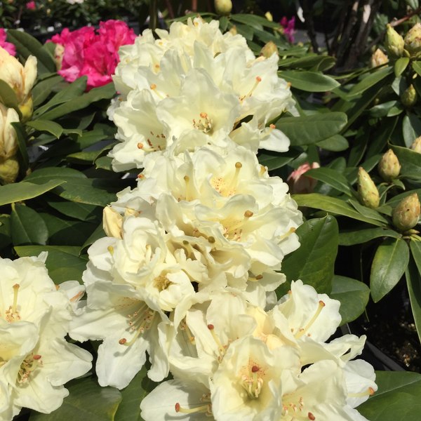 シャクナゲ スーパーローディー 6号 黄山(コウザン)|花木01-D1