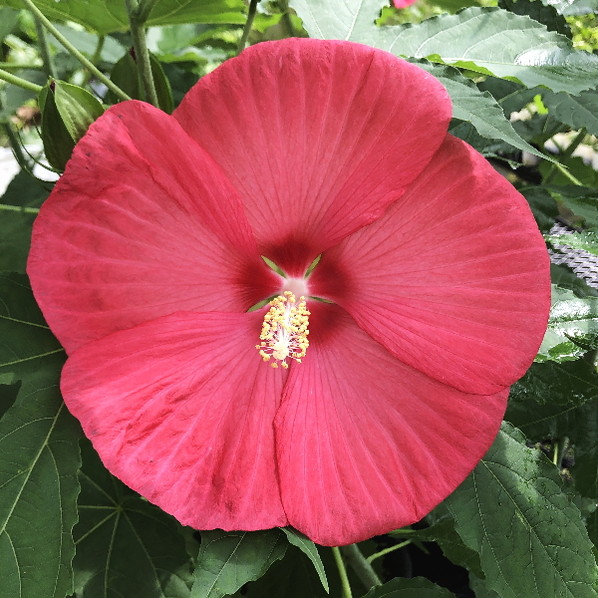 タイタンビカス 3.5号 イカロス (ショートタイプ)|草花01-D1