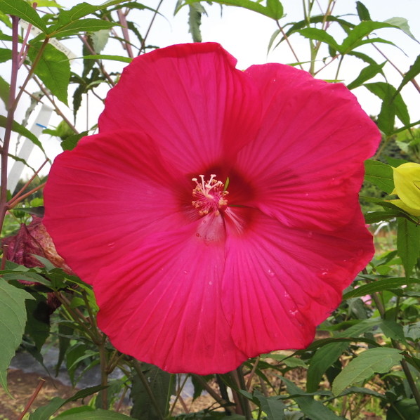 タイタンビカス 3.5号 ウラノス （トールタイプ）｜草花01-D1